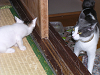 a_neko001_thumb.png