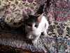 a_neko004_thumb.png