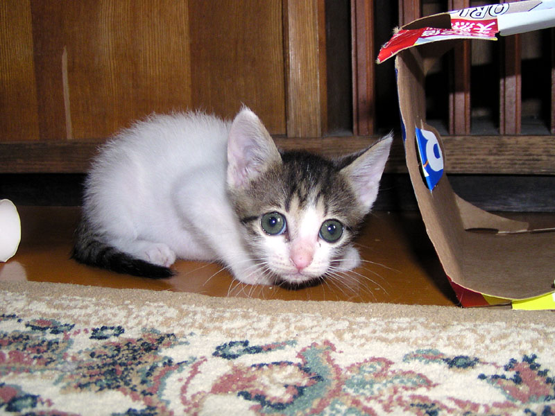 a_neko005.jpg
