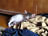 a_neko006_thumb.png