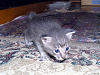 a_neko011_thumb.png