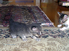 a_neko012_thumb.png