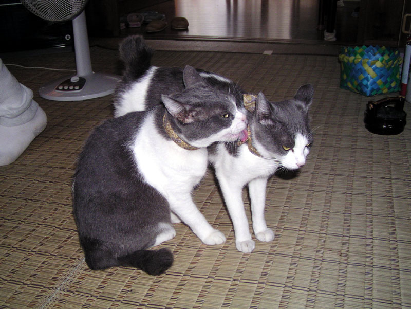 b_neko001.jpg