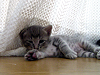 b_neko004_thumb.png