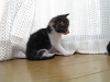 b_neko005_thumb.png