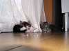 b_neko009_thumb.png