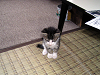 b_neko010_thumb.png