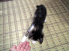 b_neko011_thumb.png