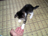 b_neko012_thumb.png