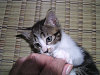 b_neko013_thumb.png