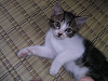 b_neko014_thumb.png