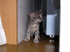 b_neko016_thumb.png