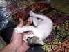b_neko017_thumb.png