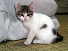 b_neko018_thumb.png