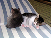 b_neko019_thumb.png