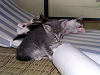b_neko022_thumb.png