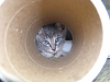 b_neko023_thumb.png