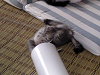 b_neko025_thumb.png