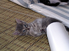 b_neko026_thumb.png