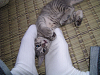 b_neko029_thumb.png