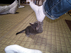 b_neko030_thumb.png