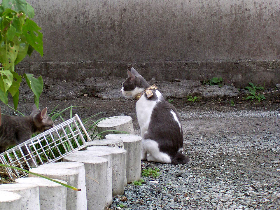 c_neko0002.jpg