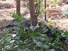 c_neko0004_thumb.png
