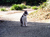 c_neko0005_thumb.png
