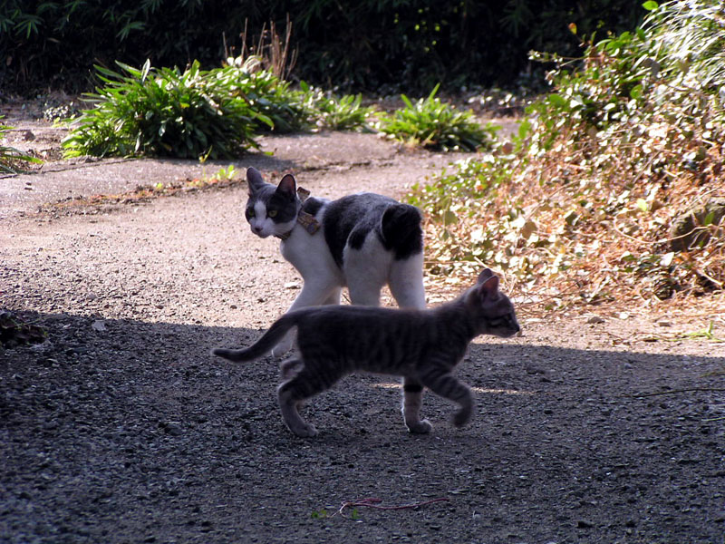 c_neko0007.jpg