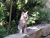 c_neko0008_thumb.png