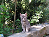 c_neko0009_thumb.png