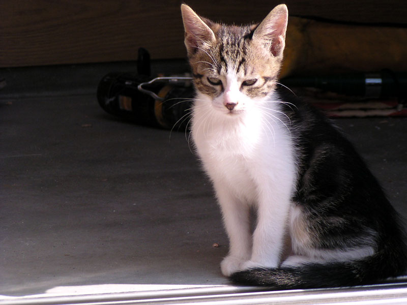c_neko0010.jpg