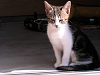 c_neko0010_thumb.png