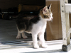 c_neko0011_thumb.png