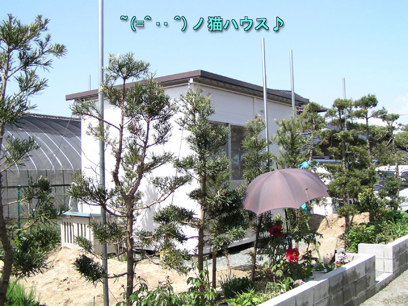 d_neko003.jpg