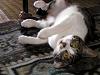d_neko004_thumb.png