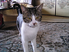 d_neko005_thumb.png