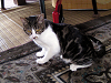 d_neko006_thumb.png