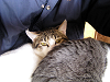 d_neko007_thumb.png