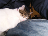 d_neko008_thumb.png