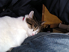 d_neko009_thumb.png