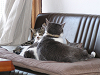 d_neko010_thumb.png