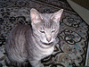 d_neko011_thumb.png