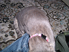 d_neko012_thumb.png