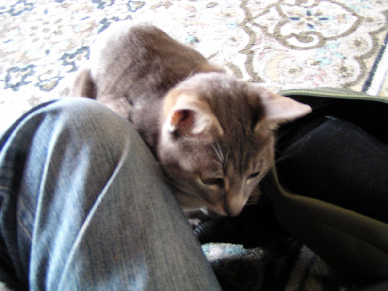 d_neko013.jpg
