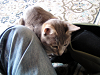 d_neko013_thumb.png