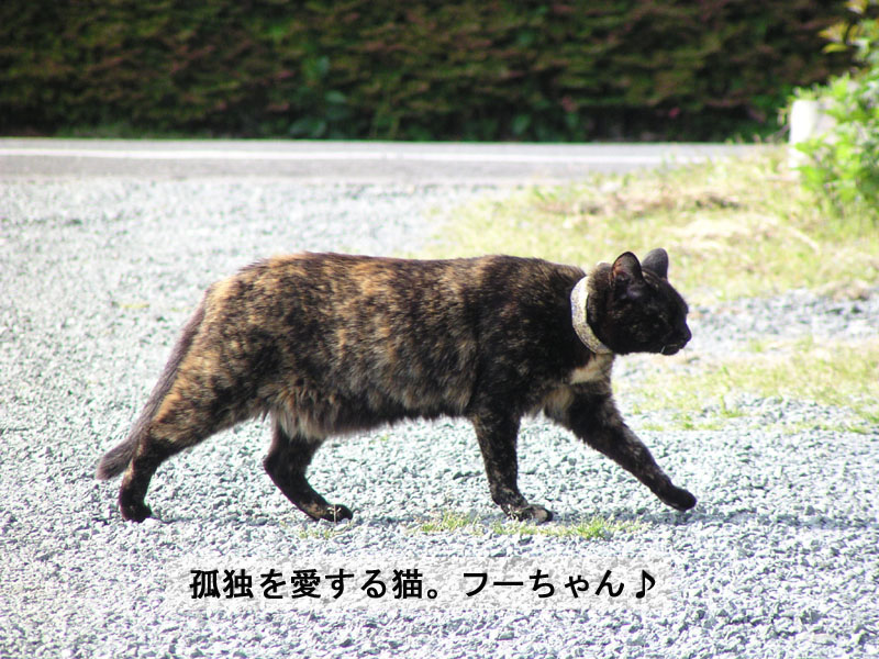 e_neko002.jpg