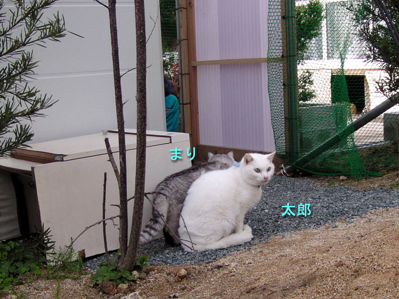 e_neko004.jpg