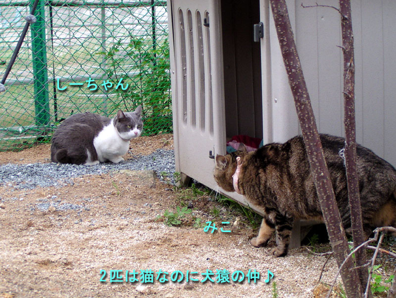 e_neko009.jpg