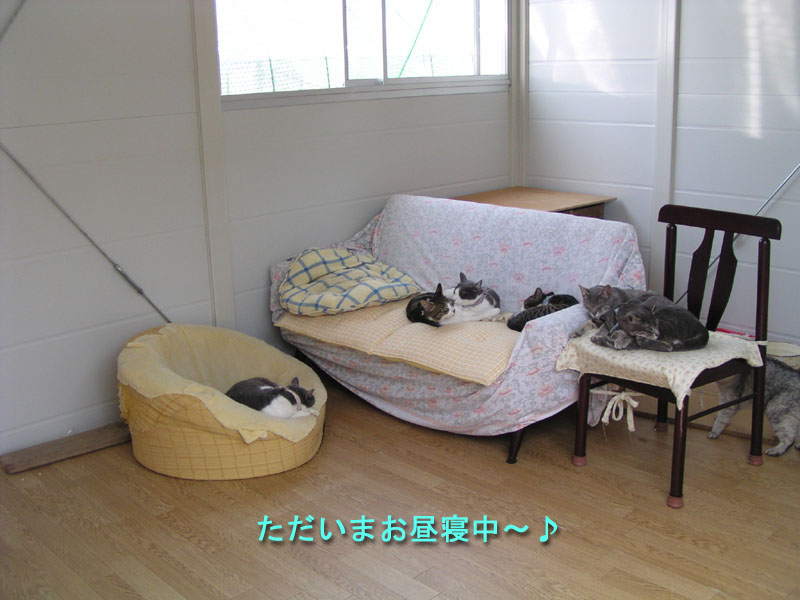 e_neko010.jpg